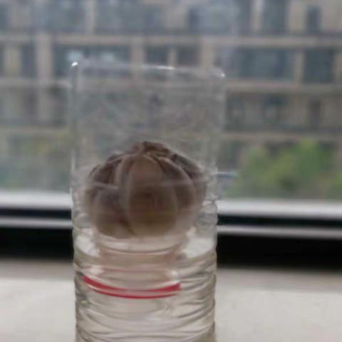 宁波海曙外国语五江口102班郑昊翔22号    大蒜水培成长（副本）（副本）