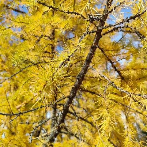 九（11）班学子原创文章集——《网课期间的那点事》系列一