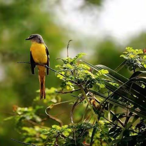 天柱美术-康桥校区第二课