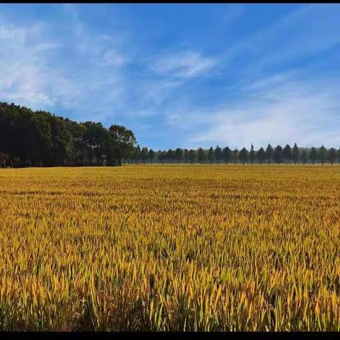 【附中学子这样过国庆】追梦我与中国同行之秋收——忻州师范学院附属中学初一9班2022年