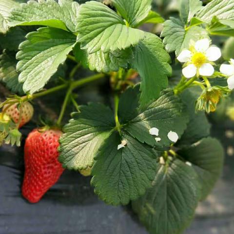 三八节福利→_→丫髻山之行第二站🍓采摘！