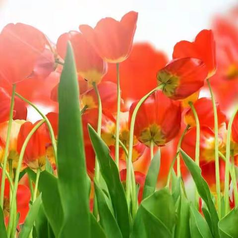 佛山：停息分期挂账还款技术教程