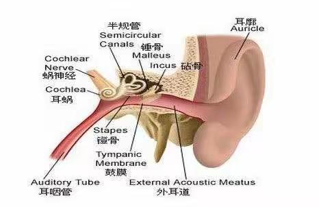 耳鸣耳聋小妙招：简单，有效，实用？