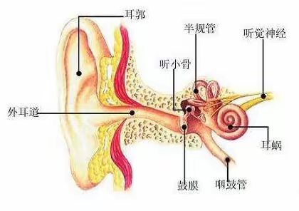 耳鸣耳聋要小心，积极应对可恢复？