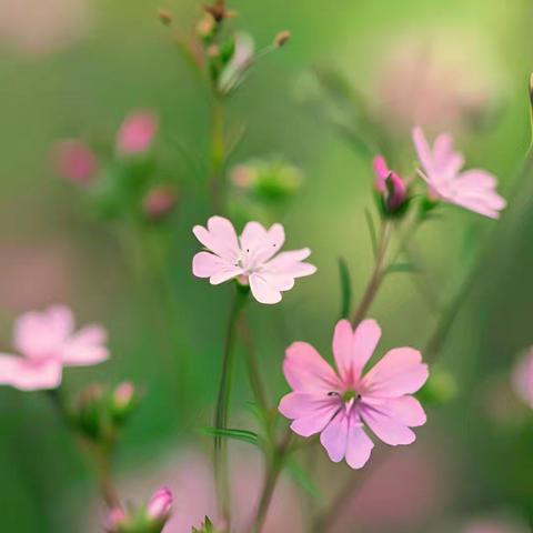人生百味：随缘，随喜，随安
