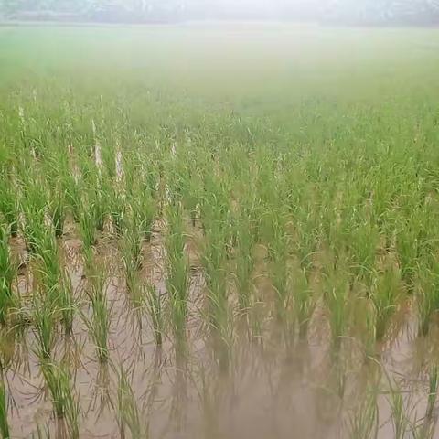 青春的脚印