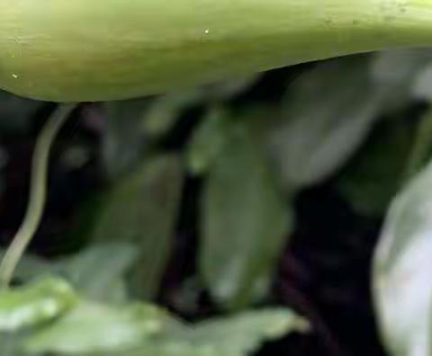 花果争艳莲花山