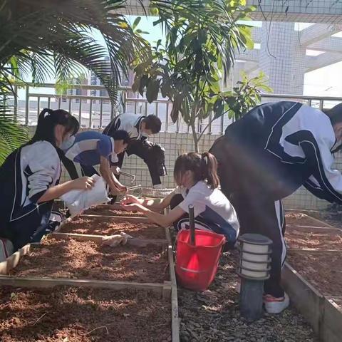 花园种植活动 | 大浪实验学校屋顶共建花园运营维护工作坊第三期