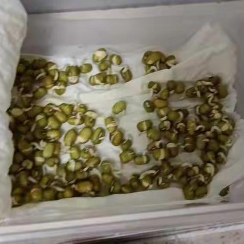 叶祉吟（末末）的第一次绿豆发芽观察
