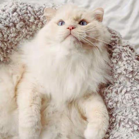 假如我是一只猫