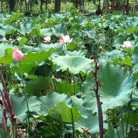 池塘花开，出水芙蓉