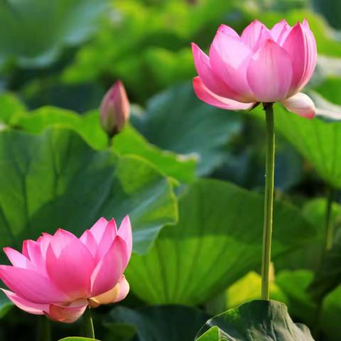 映日荷花别样红