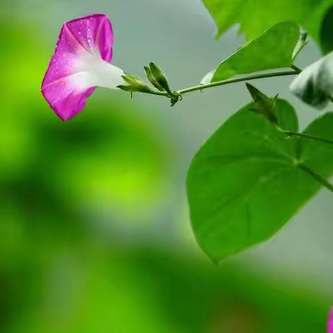 夏花灿烂，探一朵花开