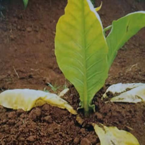 Eim复合型真菌在烟草根黑腐病上的贡献