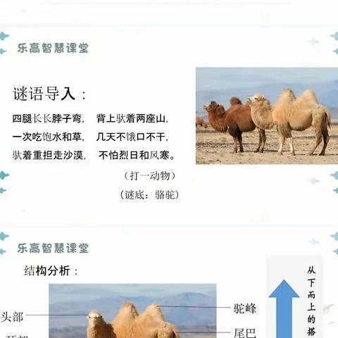 乐高小积木🌵科学大梦想🌵