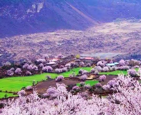 2023年3月15～4月2日西藏“赏林芝桃花”自驾活动