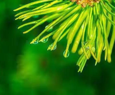 干货分享申请停息挂账详细步骤技巧教学