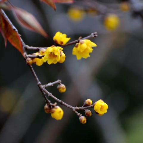 冬日里，盛开的那些花花草草！