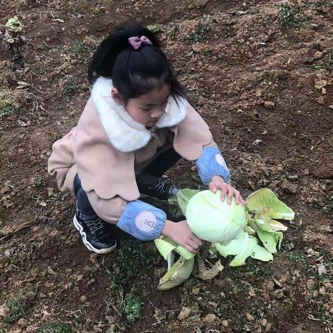 谭美慧子寒假社会实践报告