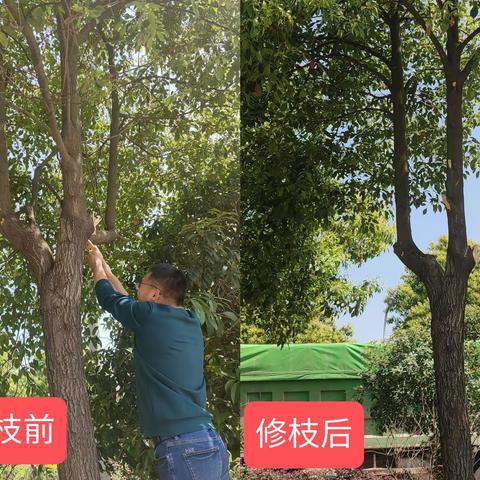 党员义务修剪村花坛绿化树木