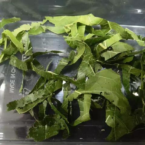我的观察日记—蚕宝宝