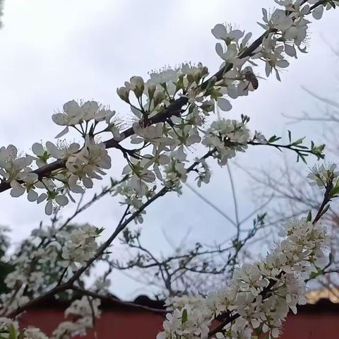 山花烂漫时