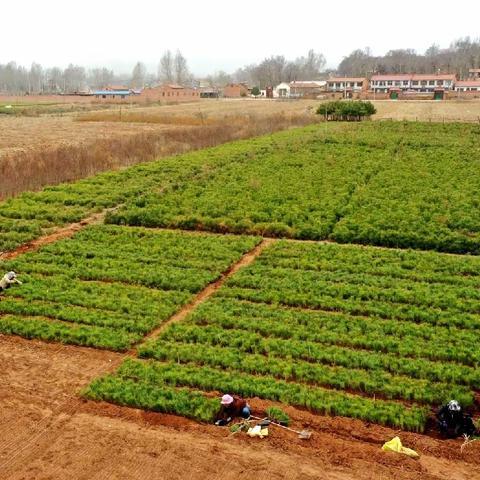 【沁县融媒】册村镇:生态兴产业旺 农民育出致富苗