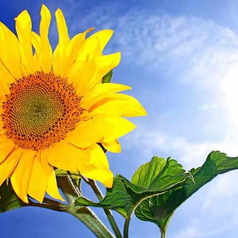 与向日葵一同快乐成长——后大郭小学双减下“向日葵”种植活动