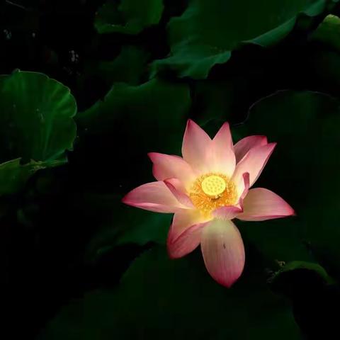 “荷”而不同