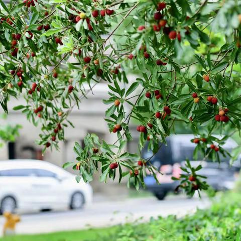 杨梅红了，凌霄花开了