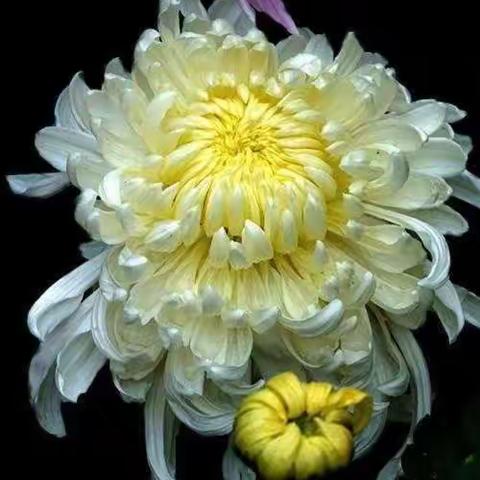 沉痛悼念深切缅怀菊香姑妈