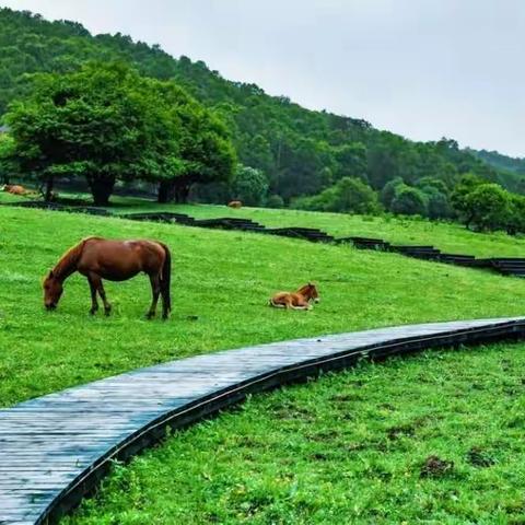 植树造林美环境，绿化山川靓城市