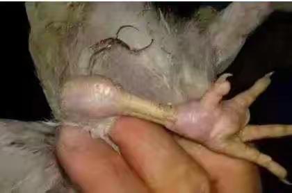 禽医老刘分享令养殖户头疼的“滑液囊支原体病”