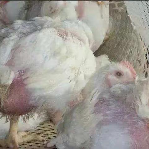 什么是肠毒综合症？药物组方和治疗方案送给您