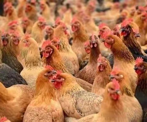 禽医老刘分享家禽腺肌胃炎不容忽视