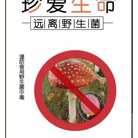 预防野生菌中毒