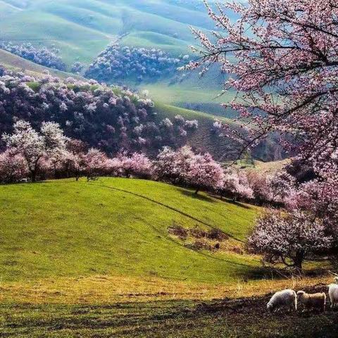 梦想，在春光里拔节而长！——《构建初中文言文阅读高效课堂的研究》系列活动侧记