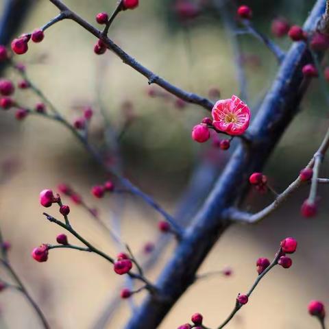 红梅花开