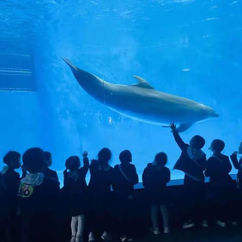 海洋馆研学——“探秘海底世界，珍爱生命摇篮”