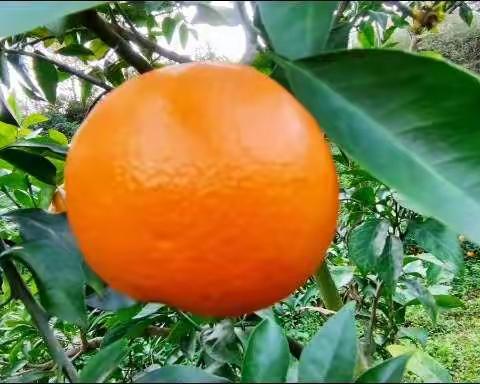 四川🍊爱媛38号果冻橙🍊