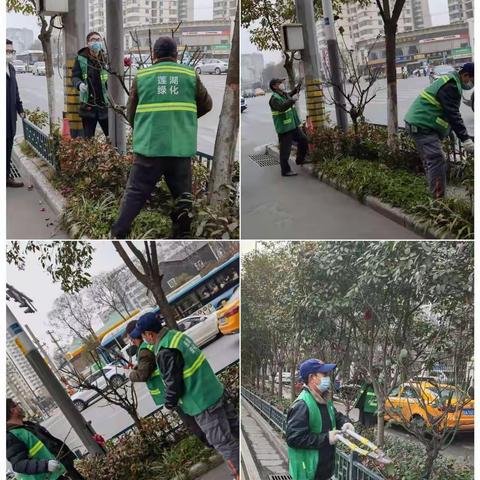 莲湖区绿化队1月15日持续开展绿化养护和疫情防控工作