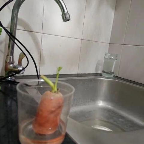 水培植物-胡萝卜记录广济中心小学世纪苑孙涵彬指导老师李娜