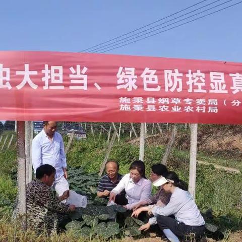 小小虫大担当，绿色防控显真章