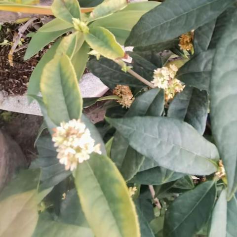 缅桂花记忆20230125