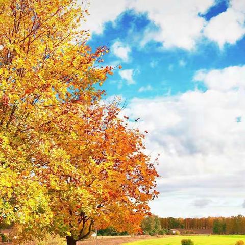 明天要远足【仿写】