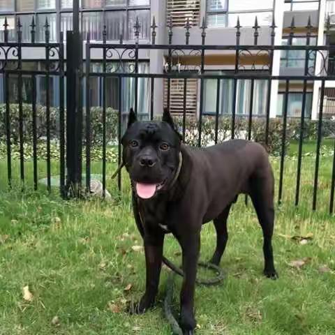 小狗巴特的幸福生活