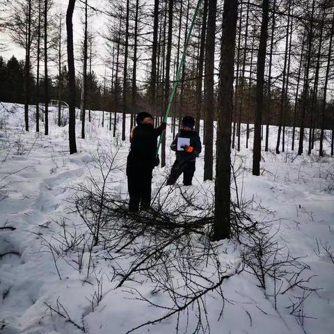 漠河林业局生态修复管理科种苗站积极开展林木种子结实预测预报工作