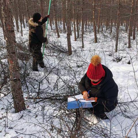 西林吉林业局营林管理处种苗站全面做好疫情防控期间兴安落叶松预测预报工作