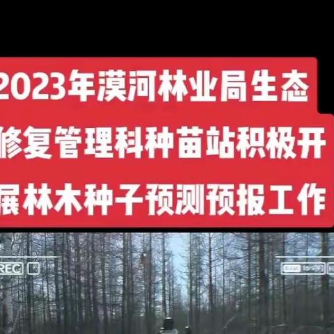 漠河林业局生态修复管理科种苗站积极开展兴安落叶松林木种子结实预测预报工作