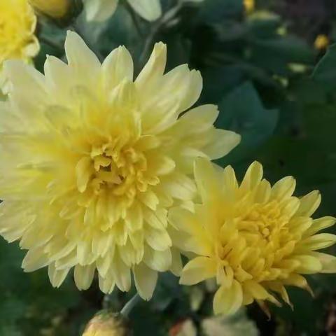 辽河公园美景（鲜花篇）